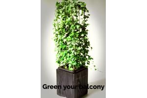 KLIMPLANTREK plantenrek plantrek plantrekken plantenrekken