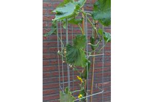 KLIMPLANTREK plantenrek plantrek plantrekken plantenrekken