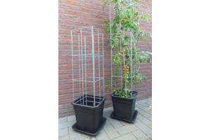 KLIMPLANTREK plantenrek plantrek plantrekken plantenrekken