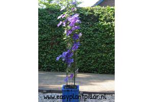 KLIMPLANTREK plantenrek plantrek plantrekken plantenrekken