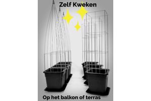 KLIMPLANTREK plantenrek plantrek plantrekken plantenrekken