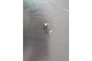 Gratis af te halen Ikea Bjursta uitschuifbare zwarte tafel