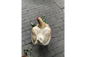 2 kippen af te halen