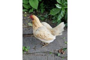 2 kippen af te halen