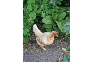 2 kippen af te halen