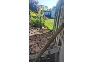 2 kippen af te halen