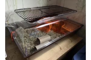 Nieuwe hamsterkooi in perfecte staat en 1 dwerghamstertje