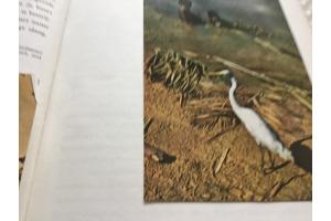 Boek van Braziliè prachtig land om te reizen de moeite waard