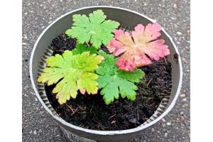 Franse geranium rotsooievaarsbek te koop