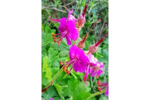 Franse geranium rotsooievaarsbek te koop