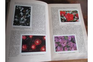 Faunaflor - Congo II