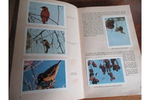 Faunaflor - Congo II