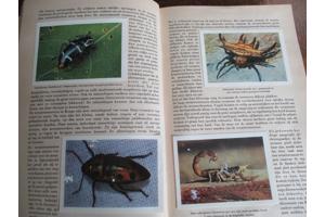 Faunaflor - Congo II