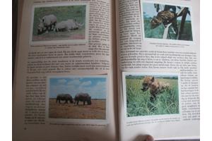 Faunaflor - Congo II