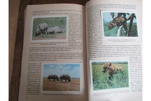 Faunaflor - Congo II