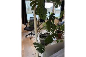 Meerdere planten van verschillende formaten