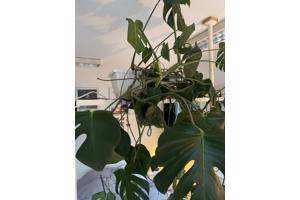 Meerdere planten van verschillende formaten