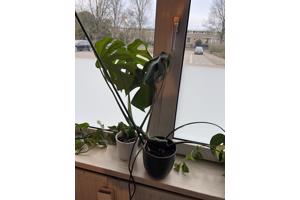 Meerdere planten van verschillende formaten