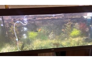 Juwel aquarium