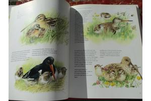 M. Bastin en Fr. Buissink  -  Vier Seizoenen