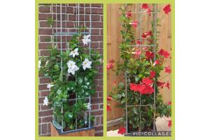 PLANTENSTEUN rozen roos tuinrozen klimrozen clematis hedera