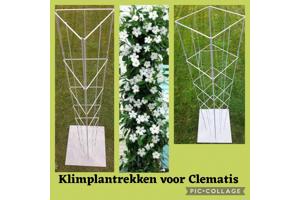 PLANTENSTEUN rozen roos tuinrozen klimrozen clematis hedera