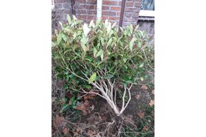 Skimmia japonica struik 1m