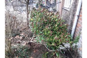 Skimmia japonica struik 1m