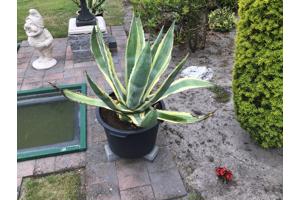 Agave Americano Vaste plant
