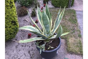 Agave Americano Vaste plant