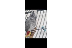 Grijze roodstaart papegaai