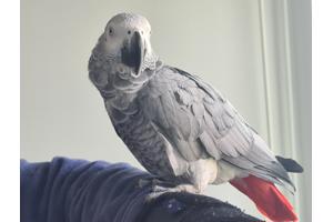 Grijze roodstaart papegaai