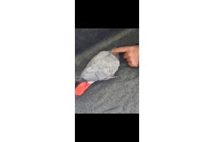 Grijze roodstaart papegaai