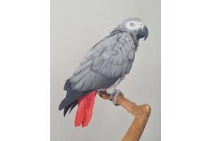 Grijze roodstaart papegaai