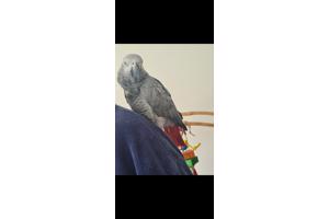 Grijze roodstaart papegaai