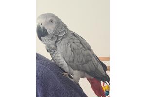 Grijze roodstaart papegaai