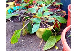 Rudbackia zonnehoed vaste plant te koop