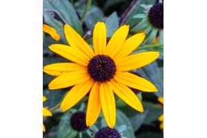 Rudbackia zonnehoed vaste plant te koop