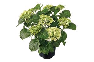 Struiken (liguster, laurier, vlinderstruik, magnolia, hortensia enz)