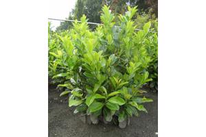 Struiken (liguster, laurier, vlinderstruik, magnolia, hortensia enz)