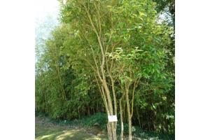 Struiken (liguster, laurier, vlinderstruik, magnolia, hortensia enz)