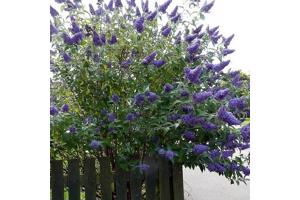 Struiken (liguster, laurier, vlinderstruik, magnolia, hortensia enz)