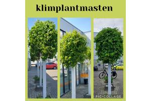 Klimplanten Draadrekken voor de verticale tuin