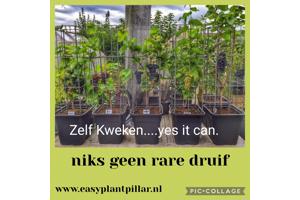 Klimplanten Draadrekken voor de verticale tuin