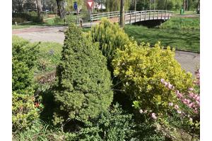 Diverse struiken (6 in totaal) gratis af te halen, zelf uit voortuin verwijderen!