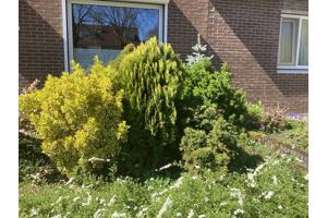 Diverse struiken (6 in totaal) gratis af te halen, zelf uit voortuin verwijderen!