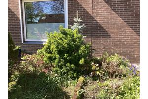 Diverse struiken (6 in totaal) gratis af te halen, zelf uit voortuin verwijderen!