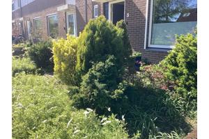 Diverse struiken (6 in totaal) gratis af te halen, zelf uit voortuin verwijderen!