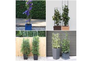 DRAADREKKEN VOOR Klimplanten kuipplanten terrasplanten