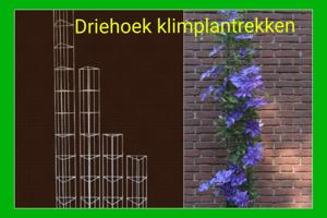 DRAADREKKEN VOOR Klimplanten kuipplanten terrasplanten